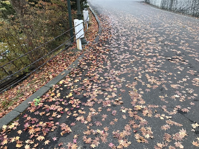北海道　紅葉